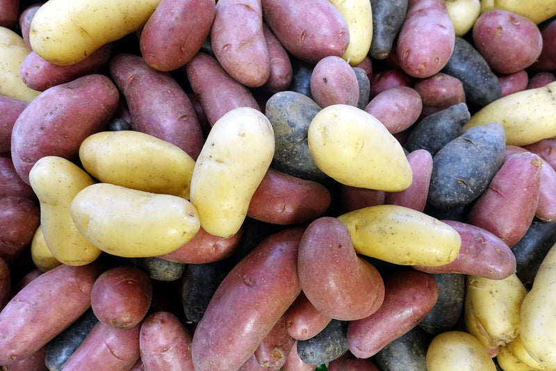 Potato, Fingerling Tri Color 8oz