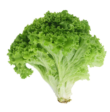 Lettuce, Green Leaf EACH
