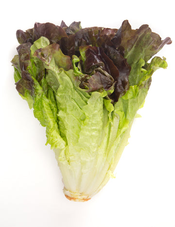 Lettuce, Red Leaf