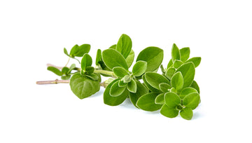 Herb, Oregano Bunch